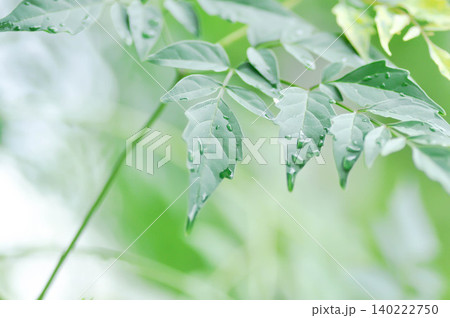 Cork tree, Indian cork tree or Millingtonia hortensis Linn or BIGNONIACEAE Cork tree, Indian cork tree or Millingtonia hortensis Linn or BIGNONIACEAE 140222750