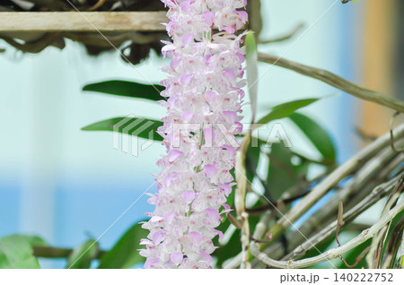 Rhynchostylis retusa L Blume or orchid, ORCHIDACEAE or purple and white flower or purple and white orchid or Rhynchostylis retusa Rhynchostylis retusa L Blume or orchid, ORCHIDACEAE or purple and white flower or purple and white orchid or Rhynchostylis retusa 140222752