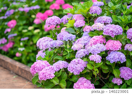 カラフルな紫陽花《三重県 四日市市 堀川菖蒲園》 カラフルな紫陽花《三重県 四日市市 堀川菖蒲園》 140223001