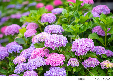 カラフルな紫陽花《三重県 四日市市 堀川菖蒲園》 カラフルな紫陽花《三重県 四日市市 堀川菖蒲園》 140223002