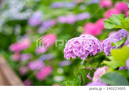 カラフルな紫陽花《三重県 四日市市 堀川菖蒲園》 カラフルな紫陽花《三重県 四日市市 堀川菖蒲園》 140223005