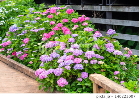 カラフルな紫陽花《三重県 四日市市 堀川菖蒲園》 カラフルな紫陽花《三重県 四日市市 堀川菖蒲園》 140223007