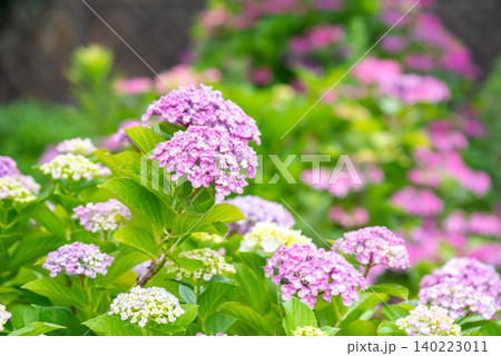 カラフルな紫陽花《三重県 四日市市 堀川菖蒲園》 カラフルな紫陽花《三重県 四日市市 堀川菖蒲園》 140223011