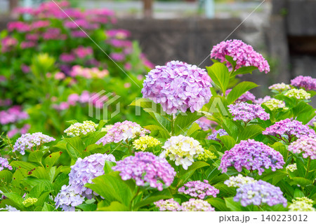 カラフルな紫陽花《三重県 四日市市 堀川菖蒲園》 カラフルな紫陽花《三重県 四日市市 堀川菖蒲園》 140223012