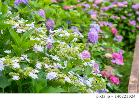 カラフルな紫陽花《三重県 四日市市 堀川菖蒲園》 カラフルな紫陽花《三重県 四日市市 堀川菖蒲園》 140223024