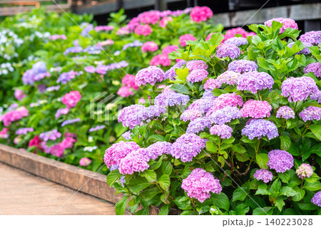 カラフルな紫陽花《三重県 四日市市 堀川菖蒲園》 カラフルな紫陽花《三重県 四日市市 堀川菖蒲園》 140223028