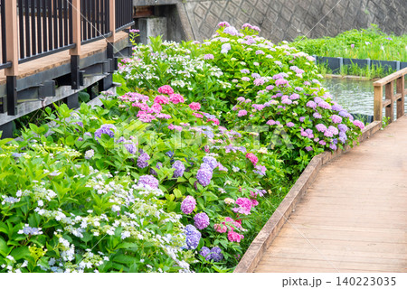 カラフルな紫陽花《三重県 四日市市 堀川菖蒲園》 140223035