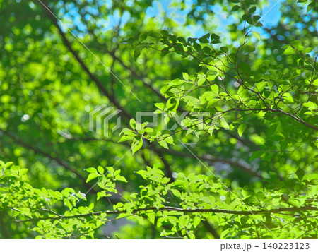 逆光を受けて輝く5月の新緑 自然風景(2026年5月) 逆光を受けて輝く5月の新緑 自然風景(2026年5月) 140223123