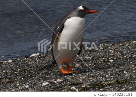 【アルゼンチン】ペンギン島のジェンツーペンギン 【アルゼンチン】ペンギン島のジェンツーペンギン 140223181