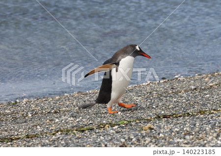 【アルゼンチン】ペンギン島のジェンツーペンギン 140223185