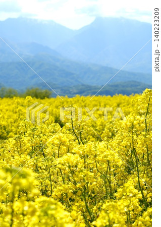 南アルプスを背景に満開の菜の花畑 南アルプスを背景に満開の菜の花畑 140223209