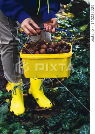 Unknown woman in yellow rubber boots gathering walnuts in the garden. Autumn harvesting. Women hands holding bucket full of wet nuts on ivy background. Walnut in dirty fingers. Healthy food concept.  140223329