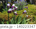 梅雨の雨に濡れる花菖蒲 140223347