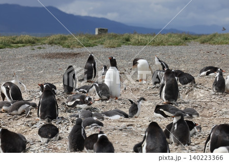 【アルゼンチン】ペンギン島のジェンツーペンギン 【アルゼンチン】ペンギン島のジェンツーペンギン 140223366
