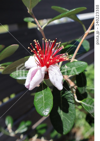 ユニークな姿で咲くフェイジョアの花 ユニークな姿で咲くフェイジョアの花 140223388