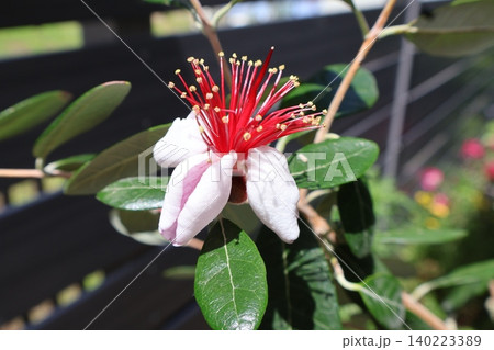 ユニークな姿で咲くフェイジョアの花 ユニークな姿で咲くフェイジョアの花 140223389