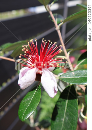 ユニークな姿で咲くフェイジョアの花 ユニークな姿で咲くフェイジョアの花 140223394