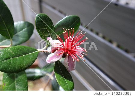 ユニークな姿で咲くフェイジョアの花 ユニークな姿で咲くフェイジョアの花 140223395