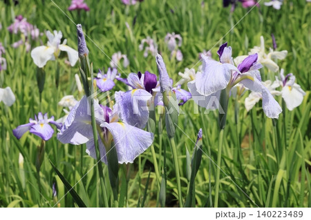 満開見頃の花菖蒲 満開見頃の花菖蒲 140223489