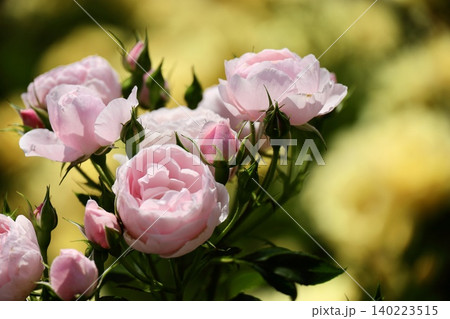 黄色い薔薇を背景に咲くピンクの薔薇の花 黄色い薔薇を背景に咲くピンクの薔薇の花 140223515