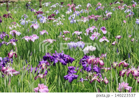 満開の花菖蒲田 満開の花菖蒲田 140223537