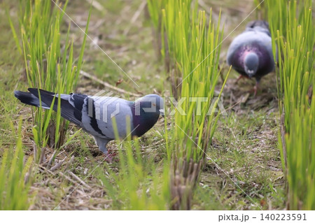 田んぼで餌を食べている鳩 140223591