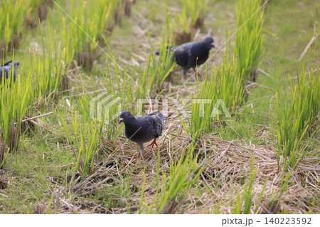 田んぼで餌を食べている鳩 田んぼで餌を食べている鳩 140223592