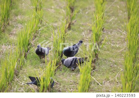 田んぼで餌を食べている鳩 140223593