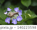 紫陽花の花や葉の上をゆっくりと歩く、梅雨の時期を象徴するカタツムリ。 140223598