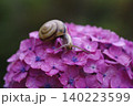 紫陽花の花や葉の上をゆっくりと歩く、梅雨の時期を象徴するカタツムリ。 140223599