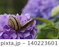 紫陽花の花や葉の上をゆっくりと歩く、梅雨の時期を象徴するカタツムリ。 140223601