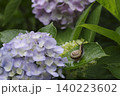 紫陽花の花や葉の上をゆっくりと歩く、梅雨の時期を象徴するカタツムリ。 140223602