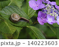 紫陽花の花や葉の上をゆっくりと歩く、梅雨の時期を象徴するカタツムリ。 140223603