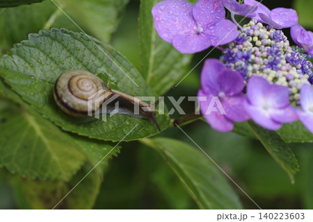 紫陽花の花や葉の上をゆっくりと歩く、梅雨の時期を象徴するカタツムリ。 紫陽花の花や葉の上をゆっくりと歩く、梅雨の時期を象徴するカタツムリ。 140223603
