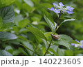 紫陽花の花や葉の上をゆっくりと歩く、梅雨の時期を象徴するカタツムリ。 140223605