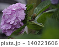 紫陽花の花や葉の上をゆっくりと歩く、梅雨の時期を象徴するカタツムリ。 140223606