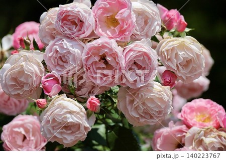 フラワーアレンジされたように綺麗に並んで咲くピンクの薔薇の花 フラワーアレンジされたように綺麗に並んで咲くピンクの薔薇の花 140223767