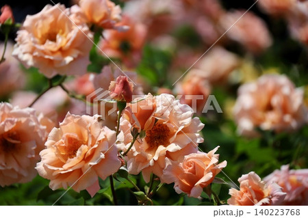 フリルのような花びらが美しいオレンジ色の薔薇の花 埼玉県与野公園 フリルのような花びらが美しいオレンジ色の薔薇の花 埼玉県与野公園 140223768