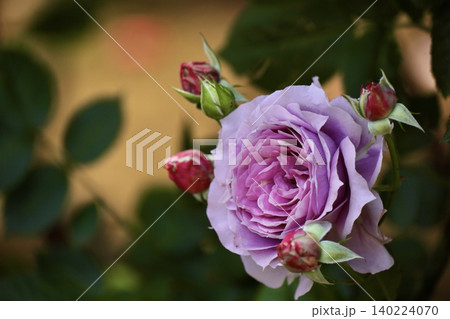 日本画のような背景に咲く紫の薔薇 埼玉県与野公園 日本画のような背景に咲く紫の薔薇 埼玉県与野公園 140224070