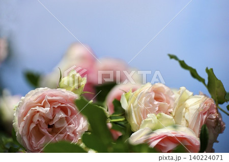青空と薔薇園に咲き始めたピエールドロンサール 青空と薔薇園に咲き始めたピエールドロンサール 140224071
