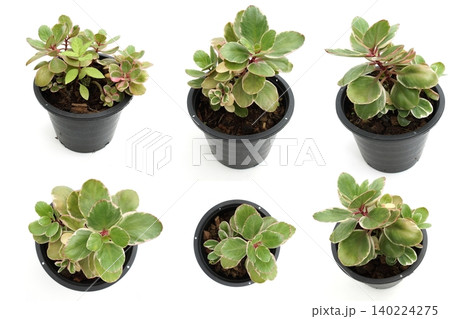 House Plant isolated on white background House Plant isolated on white background 140224275
