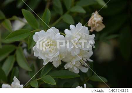 白いモッコウバラの花 白いモッコウバラの花 140224331