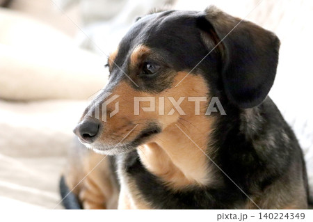 つぶらな瞳で何かを見つめる犬(ミニチュアダックスフンド・ブラックタン)のポートレート つぶらな瞳で何かを見つめる犬(ミニチュアダックスフンド・ブラックタン)のポートレート 140224349