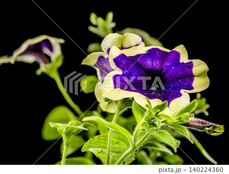 Vibrant Purple Surfinia Flower With Cream Border On Black Background Vibrant Purple Surfinia Flower With Cream Border On Black Background 140224360
