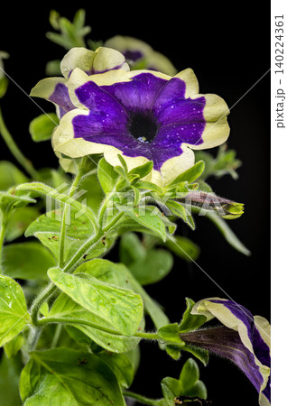 Vibrant Purple Surfinia Flower With Cream Border On Black Background Vibrant Purple Surfinia Flower With Cream Border On Black Background 140224361