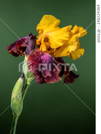 Golden and Burgundy Bearded Iris Flower on Green Background 140224364