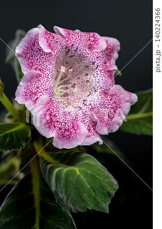 Single Speckled Pink Gloxinia Hybrid Flower In Bloom Single Speckled Pink Gloxinia Hybrid Flower In Bloom 140224366