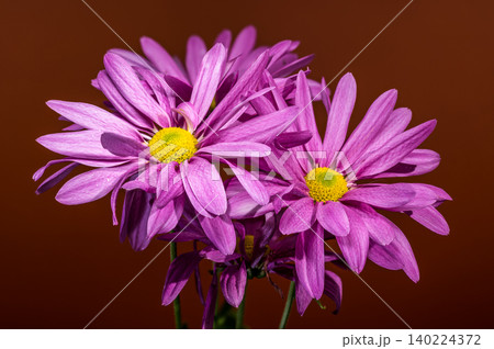 Purple Chrysanthemum Flowers Close Up With Yellow Centers On Brown Background 140224372
