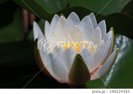 スイレンの花 スイレンの花 140224383