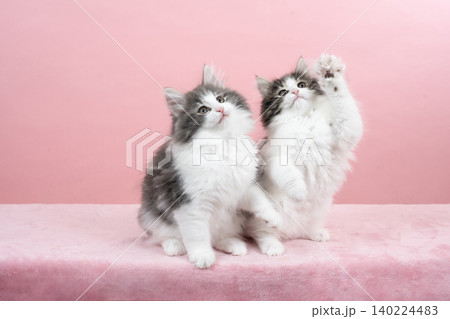 ピンクバックと2匹のノルウェージャンフォレストキャットの仔猫 ピンクバックと2匹のノルウェージャンフォレストキャットの仔猫 140224483